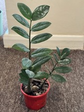 Zamioculcas zamiifolia plant for sale  LONDON
