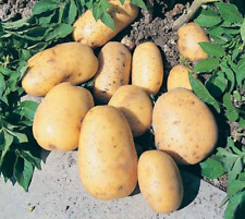 Maris piper seed for sale  MANCHESTER