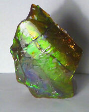 Natural ammolite ammonite for sale  La Jolla