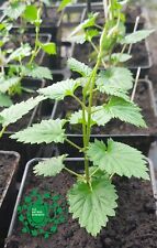 Fuggles hop plants for sale  MALPAS