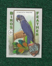 Hyacinth macaw 2021 for sale  East Mc Keesport