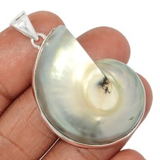 Natural nautilus shell for sale  Elk Grove