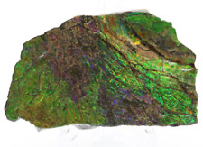 Stunning iridescent fossil for sale  Miami