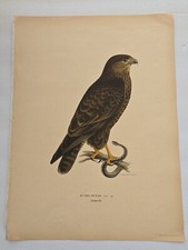 Antique bird print for sale  Houston