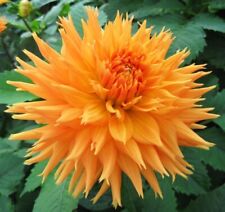 Dahlia tuber terrie for sale  EAST GRINSTEAD