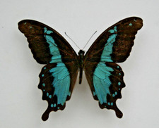 Papilio charopas butterfly for sale  LIVERPOOL
