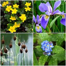 Various pond marginal for sale  LOUTH