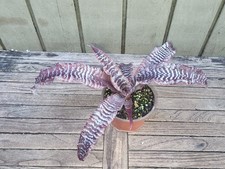 Cryptanthus zonatus rare for sale  Homestead