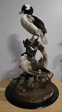 taxidermy vulture for sale taxidermy vulture for sale Fall River