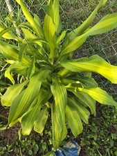 Dracaena mass cane for sale  Opa Locka