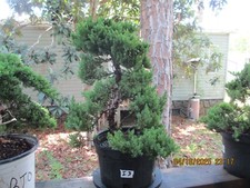 Specimen bonsai tree for sale  Gainesville