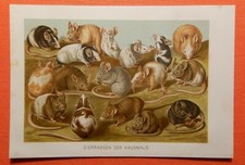 Hausmaus mus musculus gebraucht kaufen  Lauenburg/ Elbe