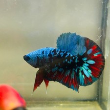 Avarta nebula plakat for sale  Huntington Beach