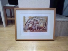 Bild holzrahmen zebra gebraucht kaufen  Wuppertal