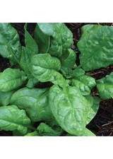 America spinach seeds for sale  Deltona