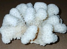 White natural califlower for sale  Bethany