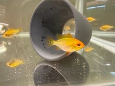 Golden german rams for sale  Camas