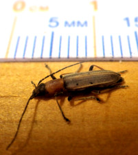cerambycidae for sale cerambycidae for sale Houston