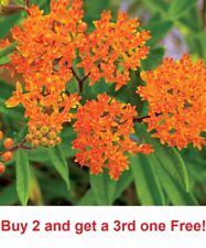 Orange butterfly weed for sale  Linwood