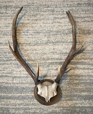 Geweih hirschgeweih ender gebraucht kaufen Geweih hirschgeweih ender gebraucht kaufen  Brand-Erbisdorf, Großhartmannsdorf