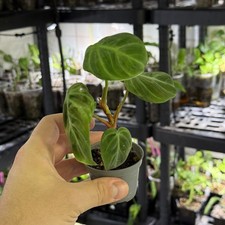 philodendron gebraucht kaufen philodendron gebraucht kaufen  Lengede