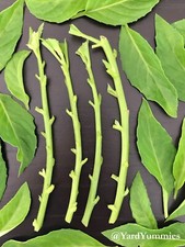 Longevity spinach unrooted for sale  Sarasota