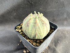 Euphorbia obesa cactus usato  Massafra