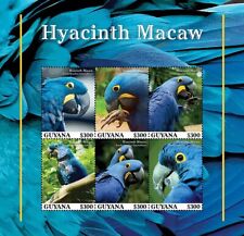 Hyacinth macaw bird usato  Spedire a Italy