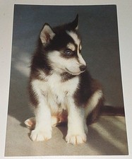 Siberian Sibirischer Husky Hunde Welpe Dog Postkarte Postcard Ak Hundepostkarte comprar usado Siberian Sibirischer Husky Hunde Welpe Dog Postkarte Postcard Ak Hundepostkarte comprar usado  Enviando para Brazil