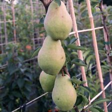 Birnenbaum williams christ gebraucht kaufen  Detmold