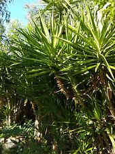 Pianta radicata diverse usato  Barcellona Pozzo di Gotto