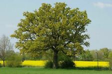 English oak tree for sale  COLCHESTER