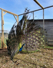 Indian blue peacock for sale  TENBURY WELLS