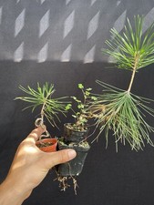 Japanese black pine for sale  Wallkill