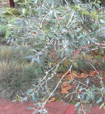 Rarität eucalyptus cretata gebraucht kaufen  Bad Rappenau