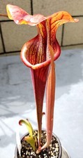Live carnivorous plants for sale  West Covina