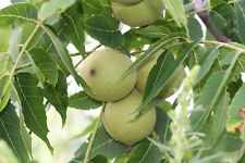 Schwarznuß juglans nigra gebraucht kaufen  Tauberbischofsheim