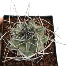 Thelocactus rinconensis var. usato  Napoli