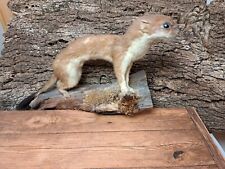 Hermelin sommerfell gebraucht kaufen  Wolfratshausen