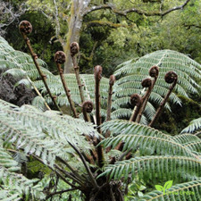 Seeds spores silver for sale  LONDON