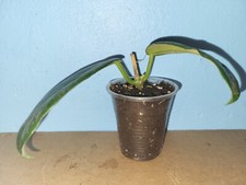 Hoya villosa . gebraucht kaufen  Deutschland