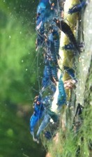 Neocaridina davidi orange d'occasion  Amplepuis