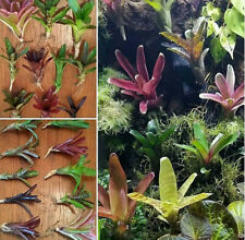 Bromeliad terrarium vivarium for sale  Miami
