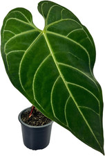 Anthurium regale green for sale  Denver