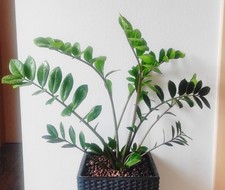 Glücksfeder zamioculcas zamii gebraucht kaufen  Erwitte