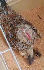 Bruteier östereichischer stei gebraucht kaufen  Gransee