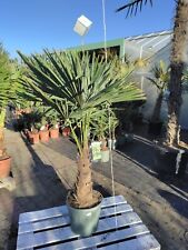 Trachycarpus fortunei 180 usato  Spedire a Italy