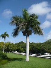 Roystonea regia florida for sale  San Francisco