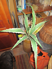 Cactus succulent artificial for sale  Glendora