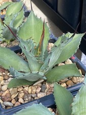 Agave corona del for sale  New Braunfels